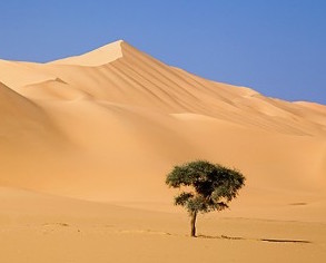 un arbre dans le désert paur la Gazette de Waldighoffen