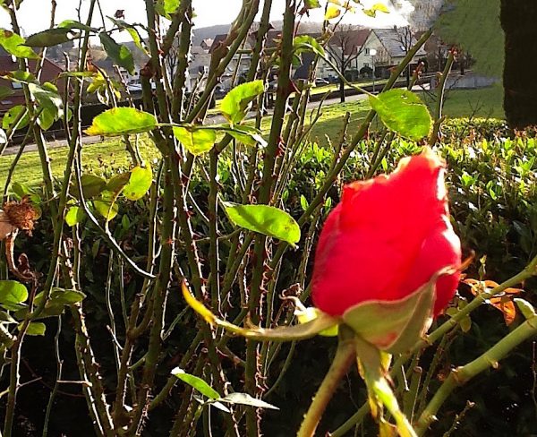 Une rose qui souhaite la nouvelle année