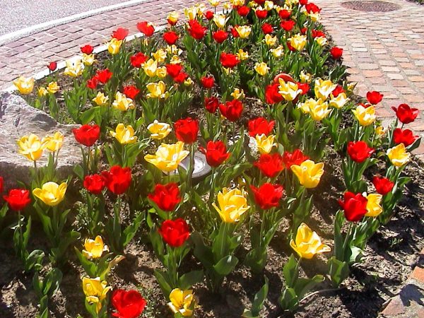 tulipes en fête