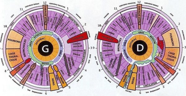 Iridologie Céline Gay