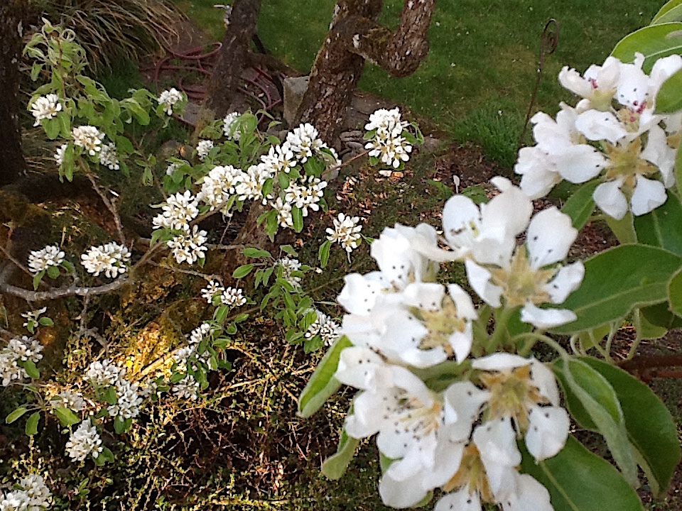 fleurs d'avril