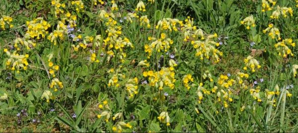 premières fleurs