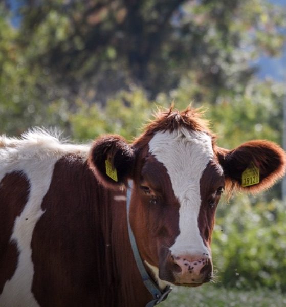 La vache qui pleure se cornes