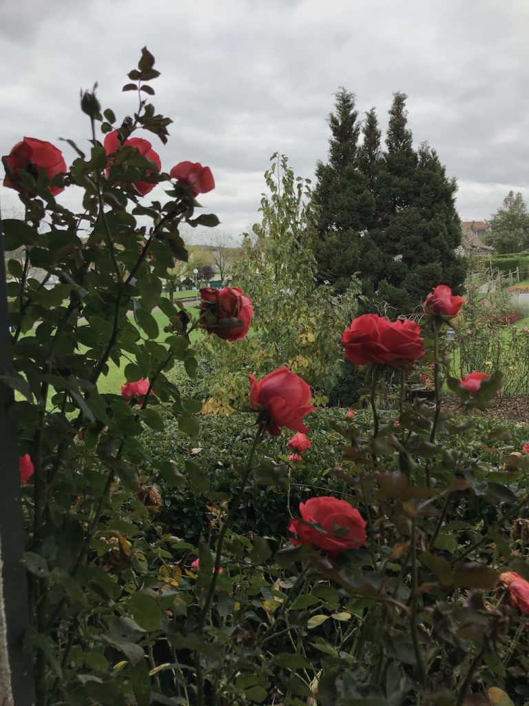 Les chrysanthèmes, ce sera pour ... demain !